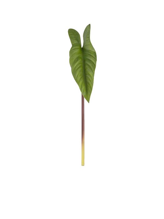 Folhagem Alocasia Toque Real - Alt. 41X8CM - Brilliance