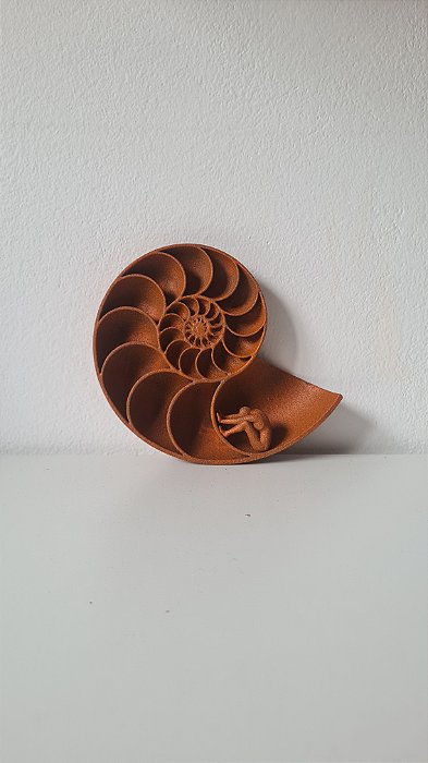 nautilus refletir | fractais