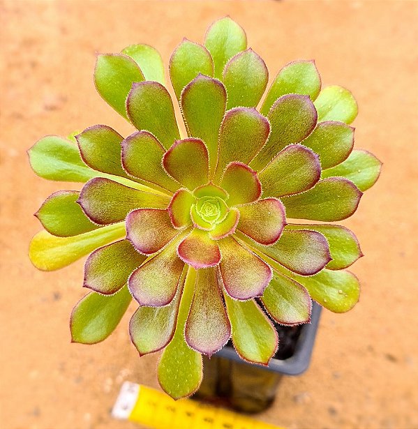 Aeonium arboreum v. atropurpureum