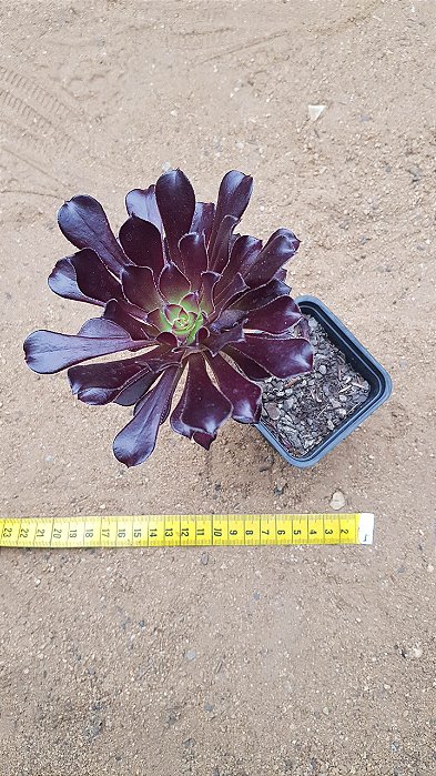 Aeonium arboreum v. atropurpureum
