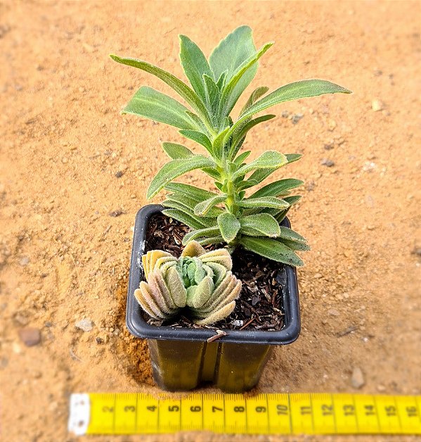 Aeollanthus parvifolius