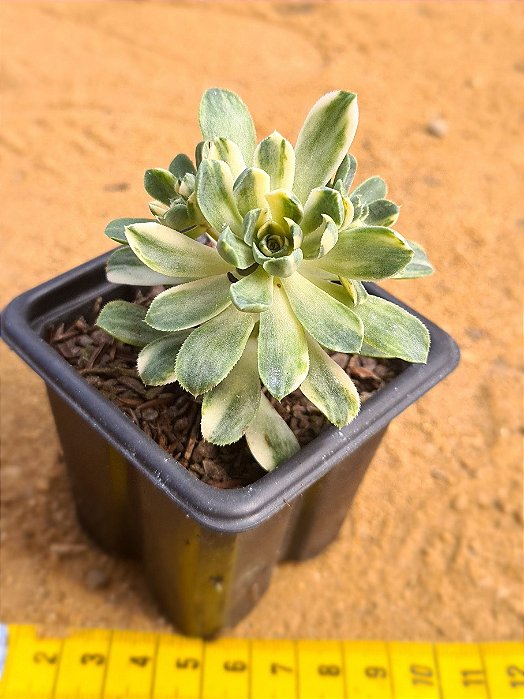 Aeonium castello-paivae variegata