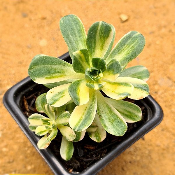 Aeonium castello-paivae variegata