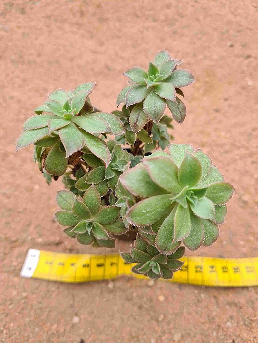 Aeonium catlin minor