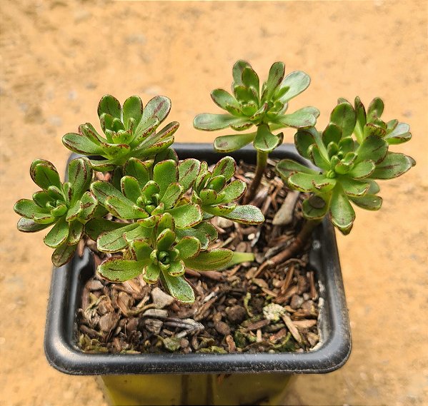 Aeonium sedifolium