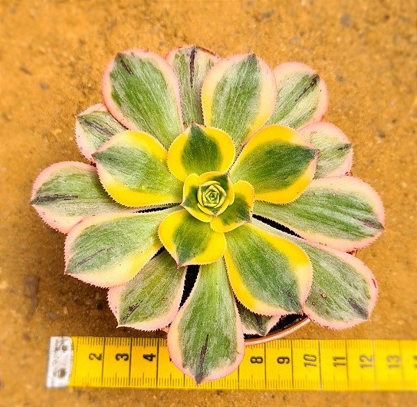 Aeonium sunburst