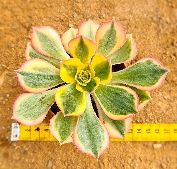 Aeonium sunburst