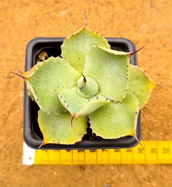 Agave potatorum