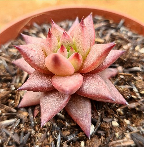 Echeveria agavoides celestia
