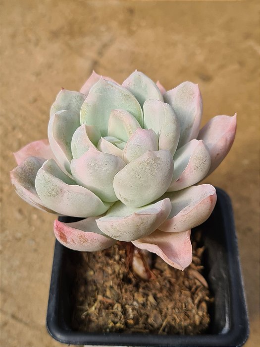 Echeveria albicans variegata