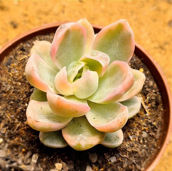 Echeveria albicans variegata
