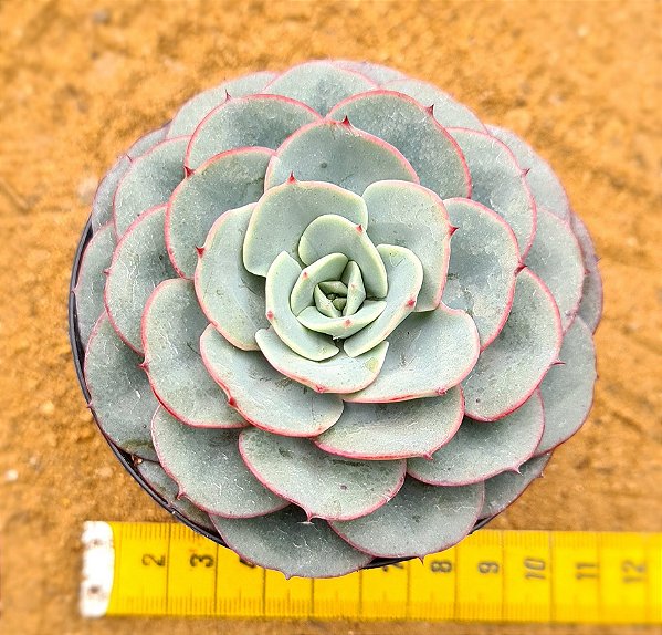 Echeveria Atlantis