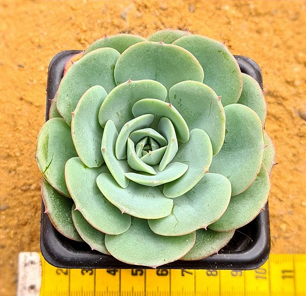 Echeveria Atlantis