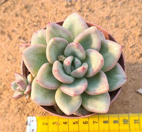 Echeveria avocado cream