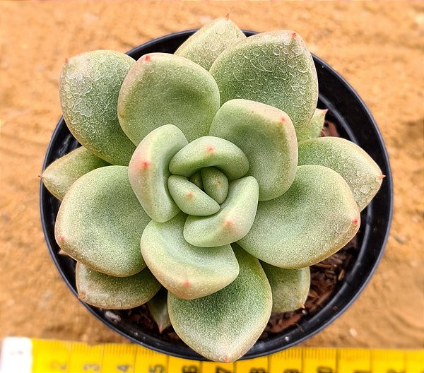 Echeveria avocado cream