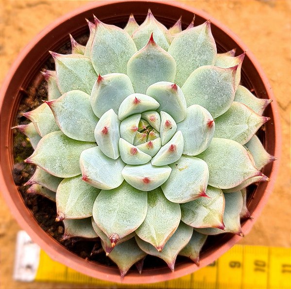 Echeveria beatrice