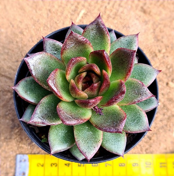 Echeveria black rose