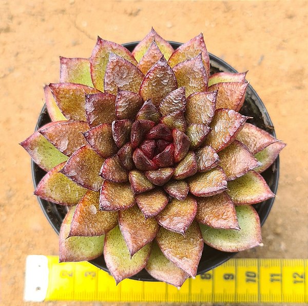 Echeveria black rose