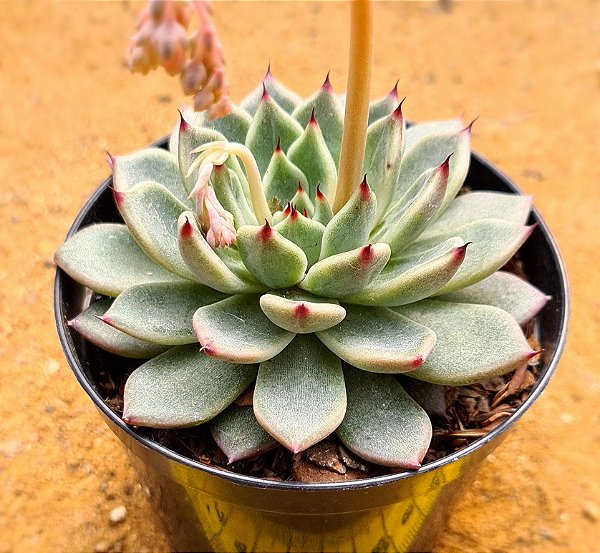 Echeveria black tips