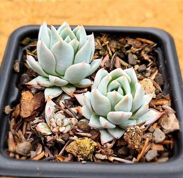 Echeveria blue star