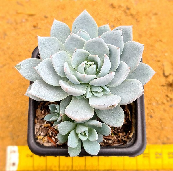 Echeveria blue star