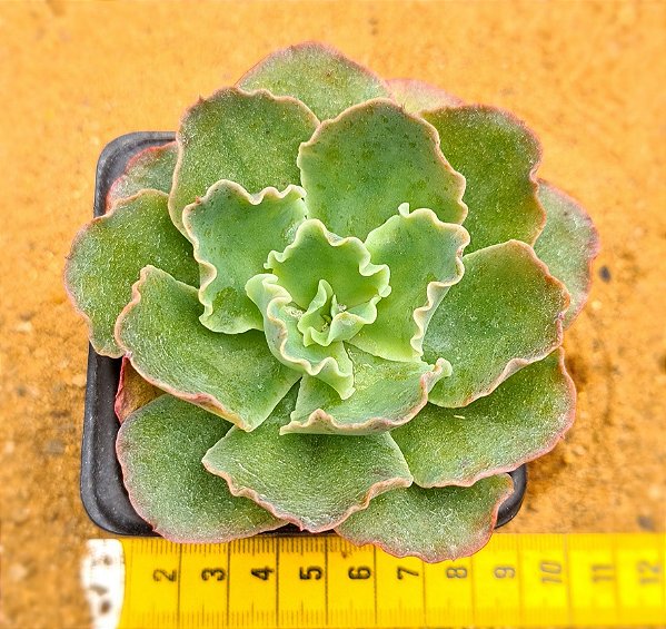 Echeveria blue waves