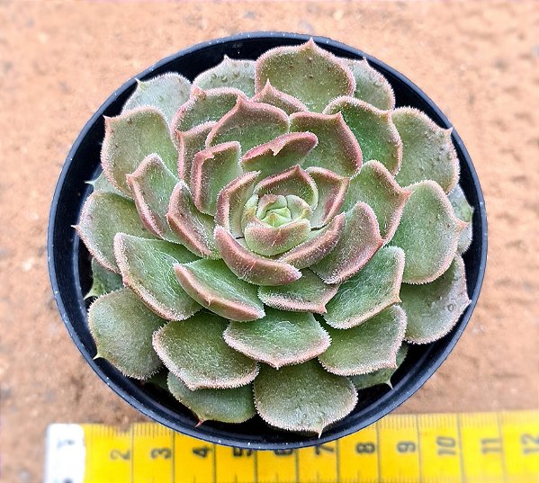 Echeveria brown rose