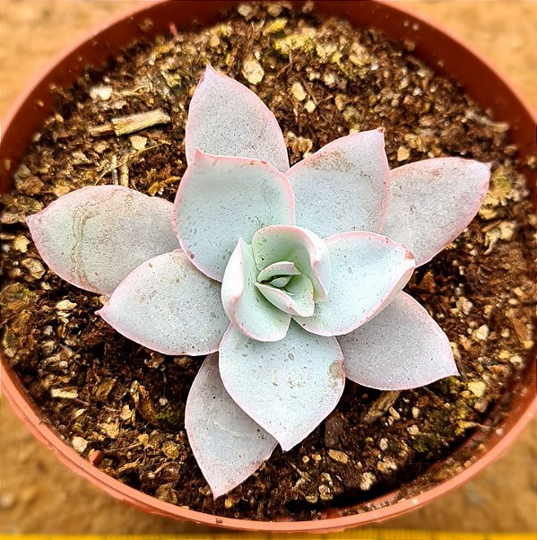 Echeveria cante