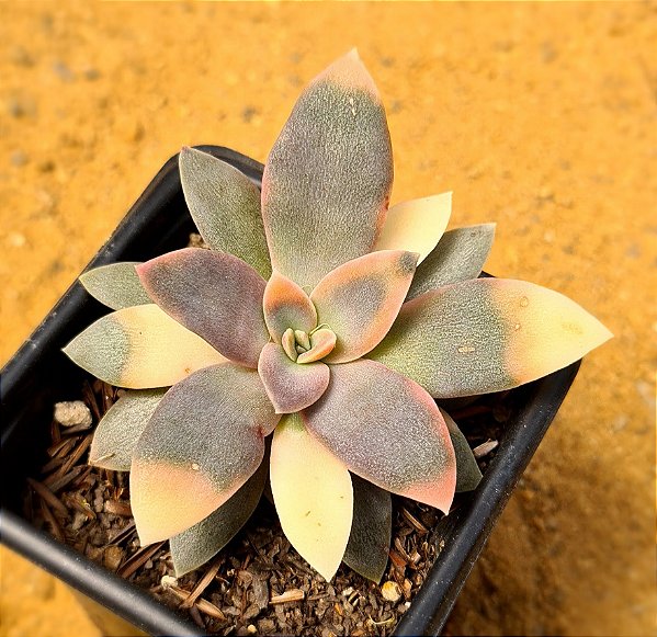 Echeveria carnicolar variegata