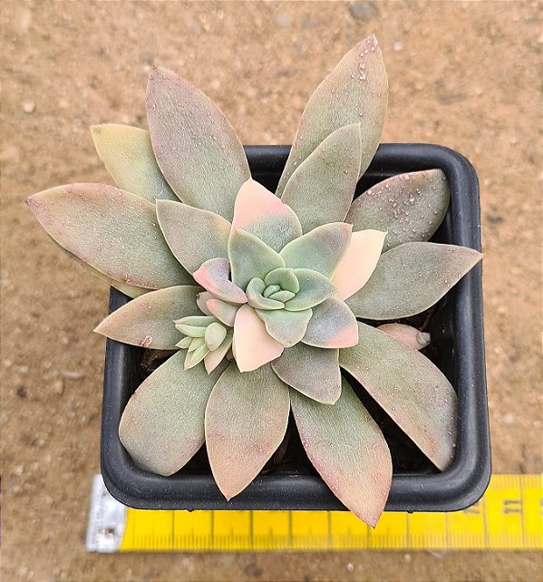 Echeveria carnicolar variegata