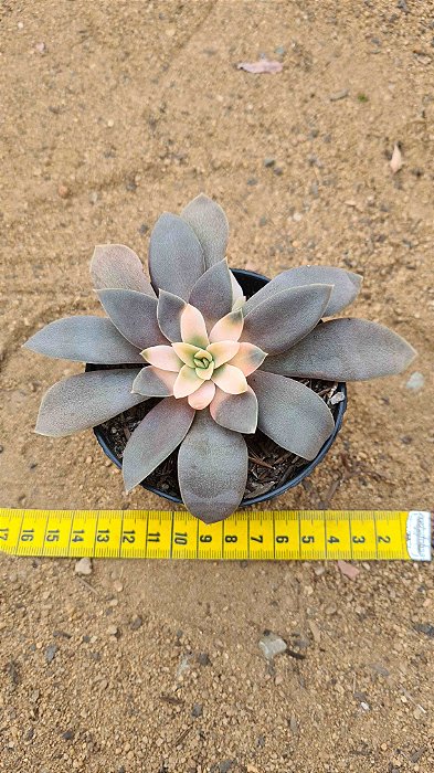 Echeveria carnicolar variegata