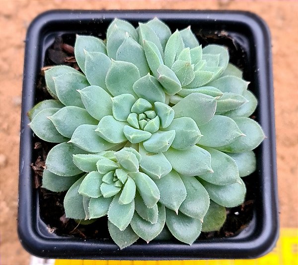 Echeveria chrissy ryan
