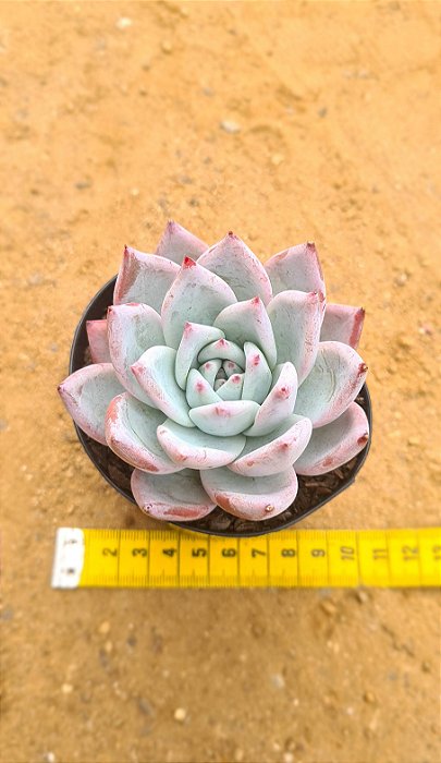 Echeveria colorata tapalpa