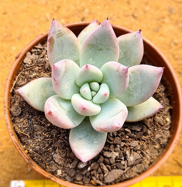 Echeveria colorata tapalpa