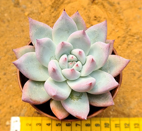 Echeveria colorata tapalpa