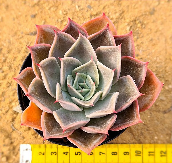 Echeveria costa