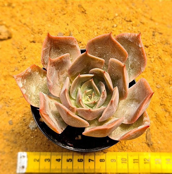 Echeveria costa