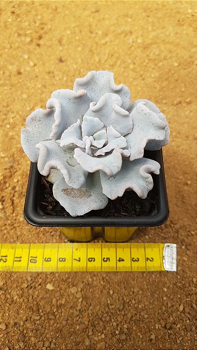 Echeveria crispate beauty