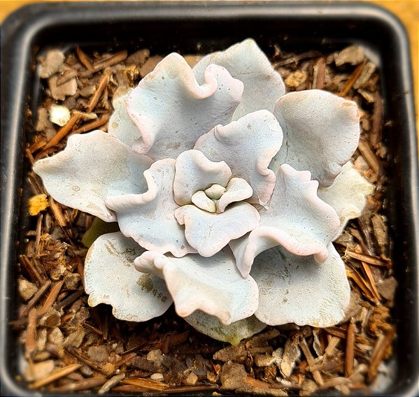Echeveria crispate beauty