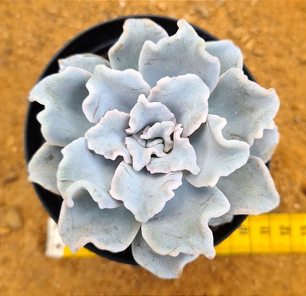 Echeveria crispate beauty