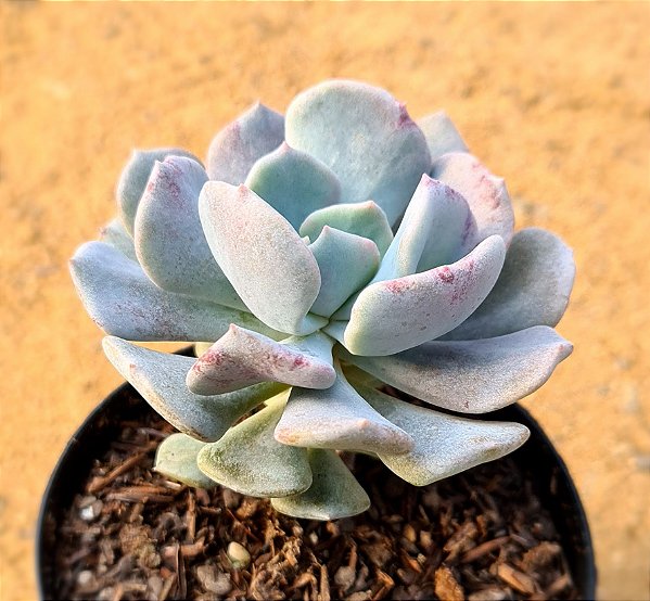 Echeveria cubic frost