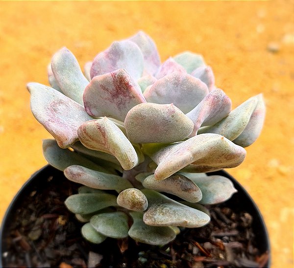Echeveria cubic frost
