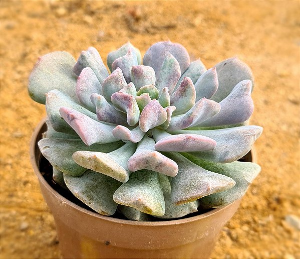 Echeveria cubic frost