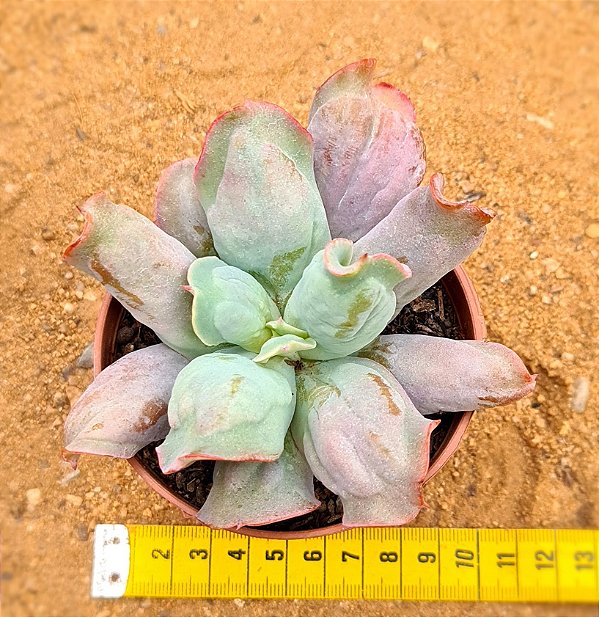 Echeveria culibra