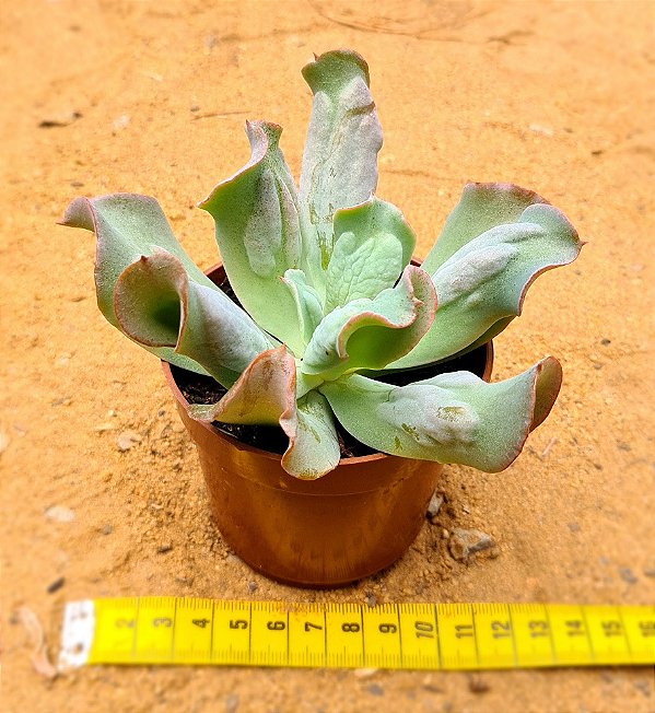 Echeveria culibra