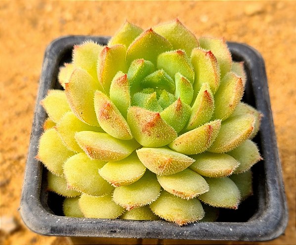 Echeveria derenbergii green