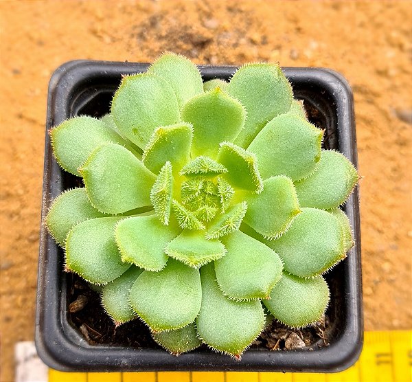Echeveria derenbergii green