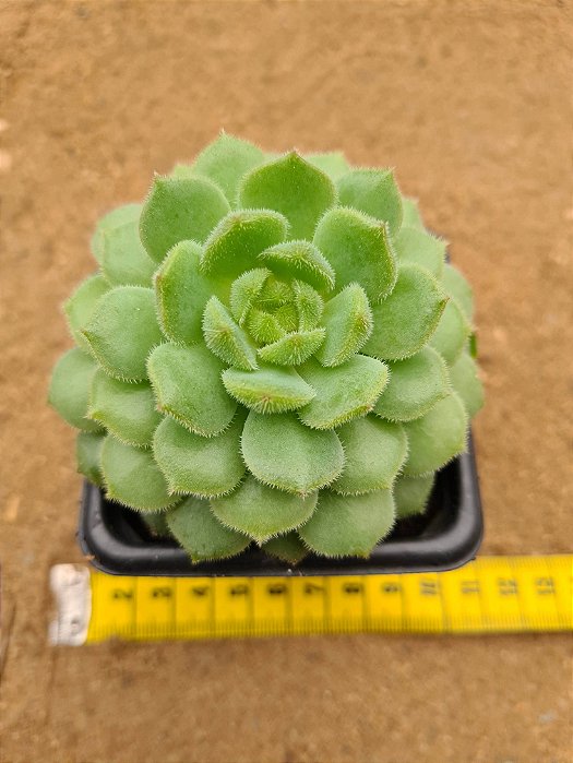 Echeveria derenbergii green
