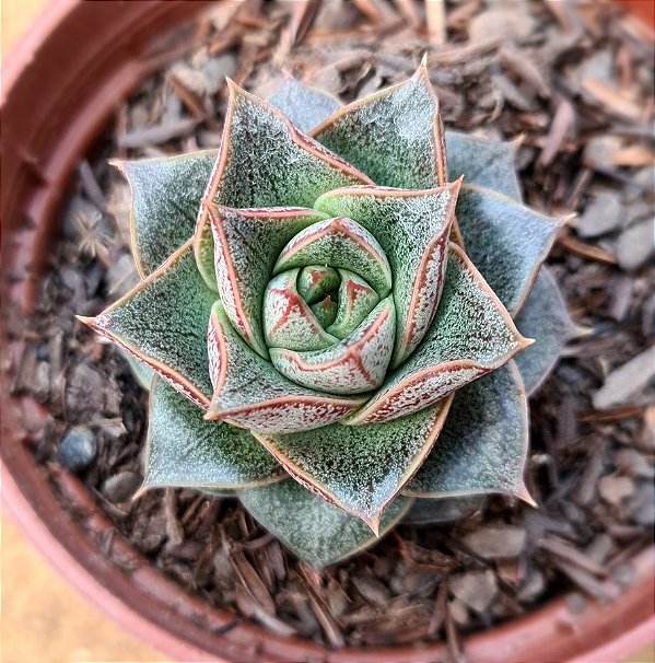 Echeveria dyonisos