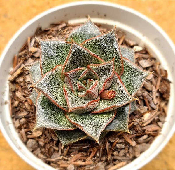 Echeveria dyonisos